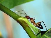 Científicos estadounidenses afirman selección natural sola puede explicar eusocialidad