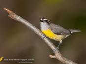 Mielero (Bananquit) Coereba flaveola
