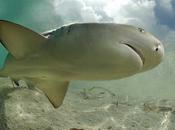 tiburones limón regresan lugar nacimiento para tener bebés