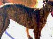 Galgos, cede cazador. (Badajoz)