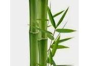 Mejora terreno bambú