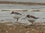 Pequeñeces relevantes