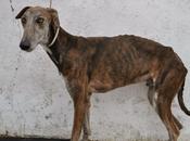 Relámpago, estado necesita urgente acogida adopción. (perrera badajoz)