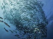 Cómo peces mantienen natación coordinada