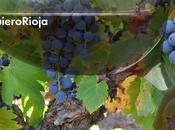 Gana Rioja, Vinbutikk