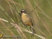 Cachilo canela (Long-tailed reed-Finch) Donacospiza albifrons