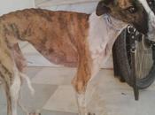 Libby, acogida adopción, (cuenca)