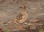 Crestudo (Lark-like Bushrunner) Coryphistera alaudina