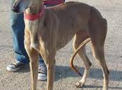 Aloa, desecho caza, ahora perrera.