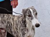 Cheroky, perrera badajoz, fecha sacrificio enero.