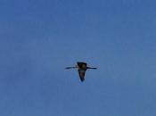 grulla desde