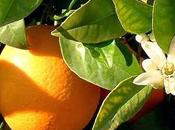 Naranja