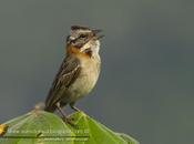 Tico-tico (Rufous-collared Sparrow) Zonotrichia capensis