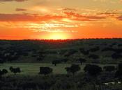 Atardecer entre encinas
