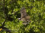 Águila pescadora (Osprey) Pandion haliaetus