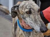perrera satura perros podrían sacrificados este jueves. (Badajoz)