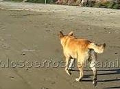 "Cuida mascota vacaciones"