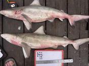 Aparece pescadería especie tiburón presumiblemente extinta