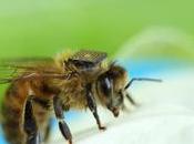 Colocan sensores abejas para saber sobre productividad supervivencia