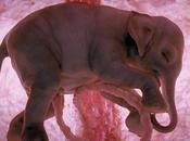 Imágenes extraordinarias animales nacer interior vientre materno.
