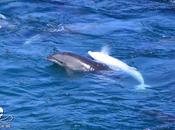 Delfines estresados ensangrentados esperan masacre Taiji