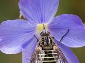 Parageron incisus (Wiedemann, 1830) Mosca abeja