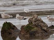 Gaviotas canas grupito