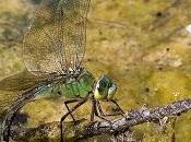 Anax imperator (Leach, 1815) Libélula emperador