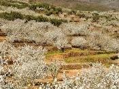 Valle Jerte prepara tiempo Primavera Cerezo Flor