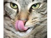 lengua gatos
