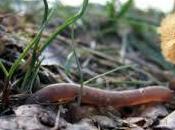 lombriz tierra convertida harina.