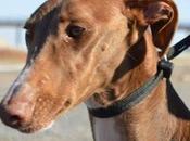 CHOCOLATA, preciosa galga adopción.