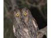 Liberados Córdoba once ejemplares autillo, especie amenazada interés especial