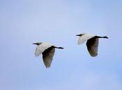 Garcilla bueyera-bubulus ibis-cattle egret