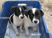 Cchorritos adopción