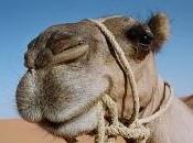 camellos Tenerife