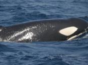 Sobre orcas,atunes,almadrabas humano