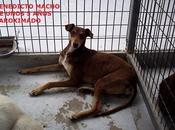 Benedicto esta esperando para adoptes