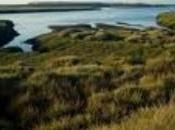 Marismas Odiel poblaciones nutrias