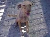 Perrito abandonado, huesos herido. URGENTE