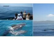'caza' ballenas Tarifa