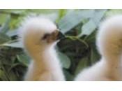 Rescatados pollos águila imperial situación peligro durante 2010