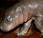 Nace hipopótamo pigmeo Polonia