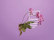 Radiant Orchid pantone 2014