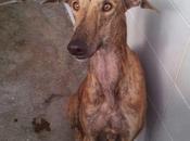 Speedy, urgente sacarlo perrera. (madrid)