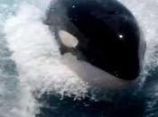 Orcas exhiben increíbles habilidades Baja California