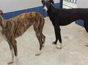 cortaron cuello vivo para arrancar chip. perrera...