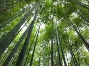 plantado semilla bambú japonés cosas deberían inaceptables