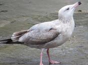 PAREJA ASES-Larus smithsonianus Larus hyperboreus