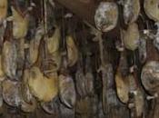 Nueva regulación para etiquetado jamón ibérico